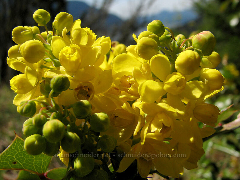 Oregon-grape (Mahonia sp. (Berberis sp.)) [Augspurger Trail, Columbia River Gorge, Skamania County, Washington]