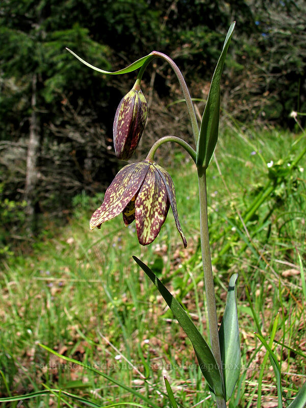 checker lily (Fritillaria affinis) [Augspurger Trail, Columbia River Gorge, Skamania County, Washington]