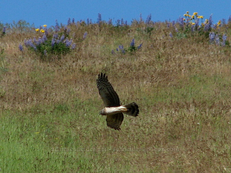 northern harrier (marsh hawk) (Circus hudsonius (Circus cyaneus hudsonius)) [Dalles Mountain Road, Klickitat County, Washington]