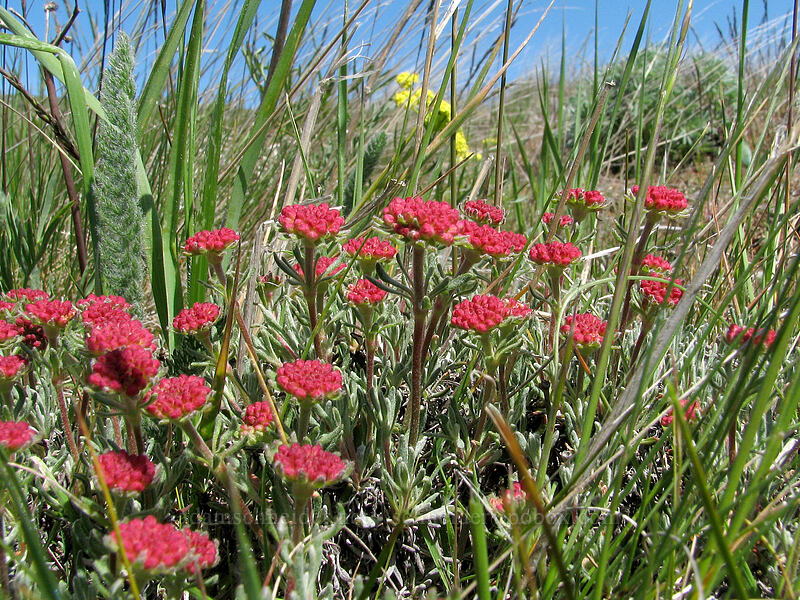 scabland buckwheat, budding (Eriogonum sphaerocephalum var. sublineare (Eriogonum douglasii var. tenue)) [Columbia Hills Natural Area Preserve, Klickitat County, Washington]
