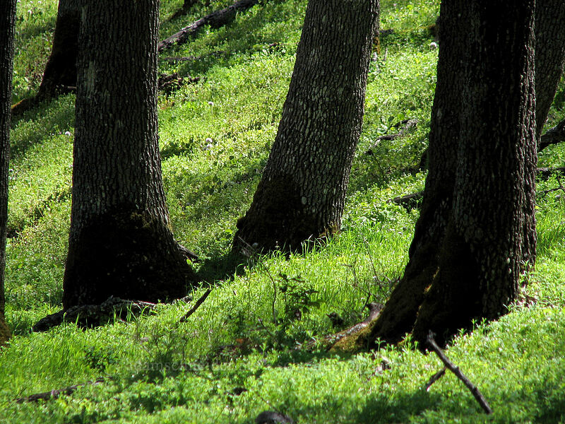 oak trees [Columbia Hills Natural Area Preserve, Klickitat County, Washington]