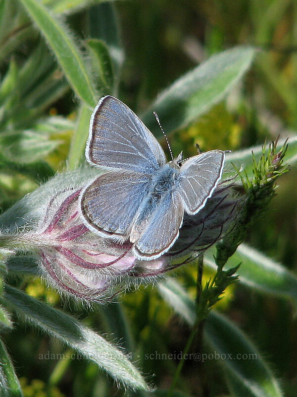silvery blue butterfly (Glaucopsyche lygdamus) [Columbia Hills Natural Area Preserve, Klickitat County, Washington]