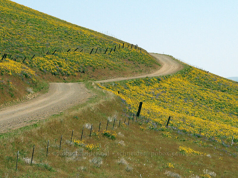 road through wildflower fields [Dalles Mountain Road, Klickitat County, Washington]