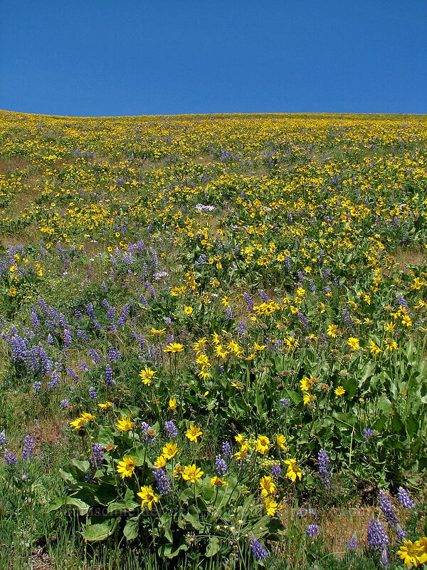 lupine & balsamroot (Lupinus sp., Balsamorhiza sp.) [Dalles Mountain Road, Klickitat County, Washington]
