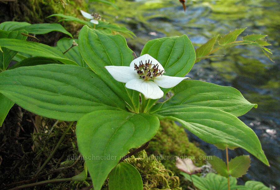 bunchberry (Cornus unalaschkensis (Cornus canadensis)) [Sahalie-Koosah Waterfall Trail, Willamette National Forest, Linn County, Oregon]