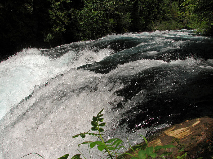 rapids on the McKenzie River [Sahalie-Koosah Waterfall Trail, Willamette National Forest, Linn County, Oregon]