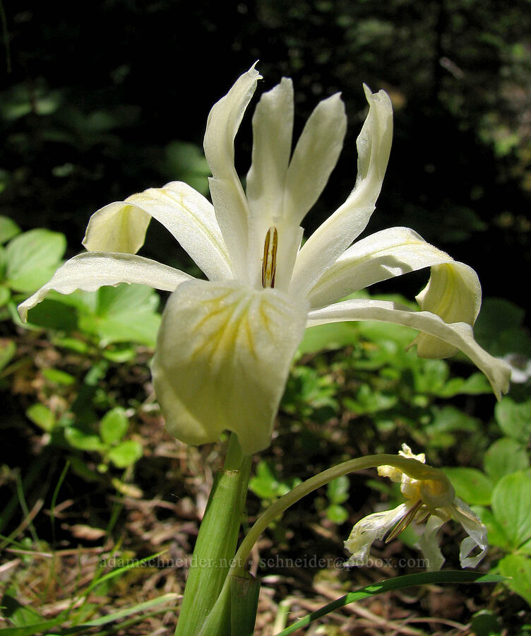 yellow-leaf iris (Iris chrysophylla) [Sahalie-Koosah Waterfall Trail, Willamette National Forest, Linn County, Oregon]