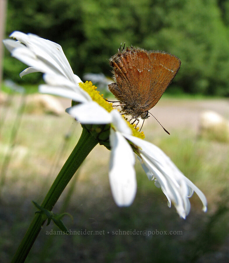 cedar hairstreak butterfly on an ox-eye daisy (Callophrys gryneus plicataria, Leucanthemum vulgare) [Carmen Reservoir, Willamette National Forest, Linn County, Oregon]