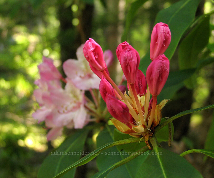 rhododendron, budding (Rhododendron macrophyllum) [McKenzie River Trail, Willamette National Forest, Linn County, Oregon]