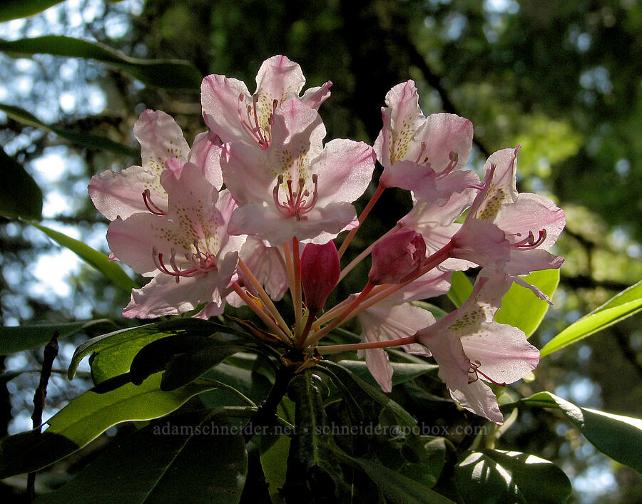 rhododendron (Rhododendron macrophyllum) [McKenzie River Trail, Willamette National Forest, Linn County, Oregon]