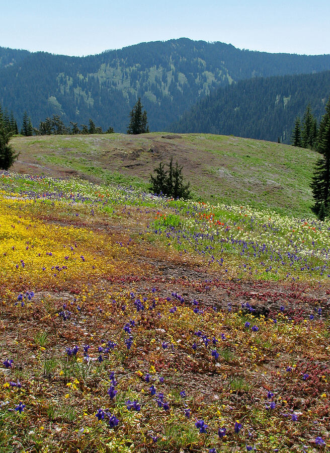 wildflowers to the east [Cone Peak Trail, Willamette National Forest, Linn County, Oregon]