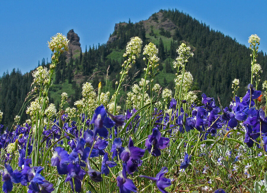 larkspur, death-camas, & Iron Mountain (Delphinium menziesii, Toxicoscordion venenosum (Zigadenus venenosus)) [Cone Peak Trail, Willamette National Forest, Linn County, Oregon]