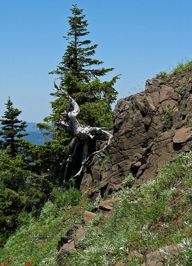 edge of Cone Peak [Cone Peak, Willamette National Forest, Linn County, Oregon]