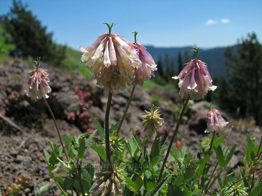 Shasta clover (Trifolium productum (Trifolium kingii ssp. productum)) [Cone Peak, Willamette National Forest, Linn County, Oregon]