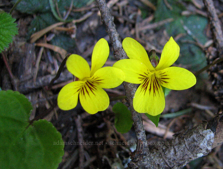 yellow violets (Viola sp.) [Iron Mountain-Cone Peak saddle, Willamette National Forest, Linn County, Oregon]
