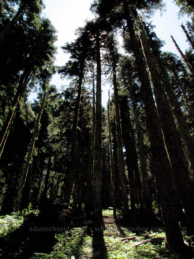 Douglas firs & sunlight [Iron Mountain-Cone Peak saddle, Willamette National Forest, Linn County, Oregon]