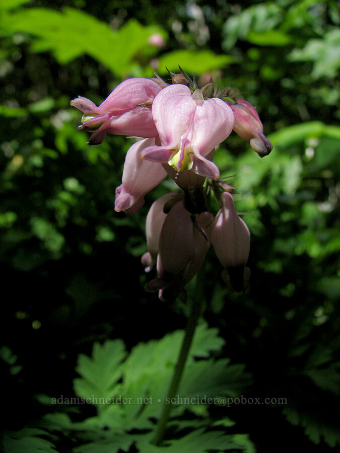 Pacific bleeding hearts (Dicentra formosa) [Iron Mountain-Cone Peak saddle, Willamette National Forest, Linn County, Oregon]