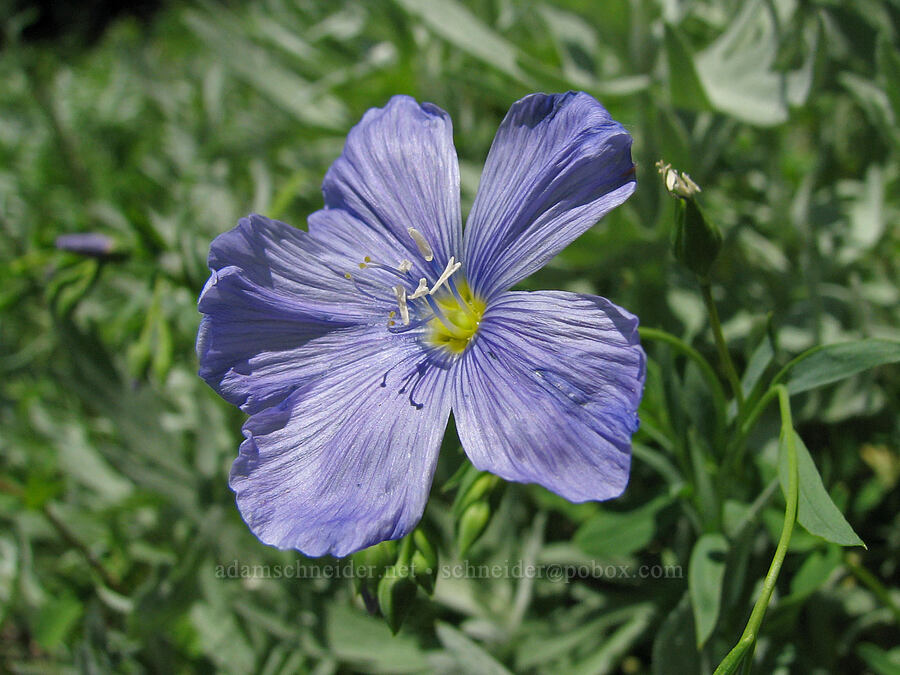 blue flax (Linum lewisii (Linum perenne var. lewisii)) [Iron Mountain Lookout Trail, Willamette National Forest, Linn County, Oregon]