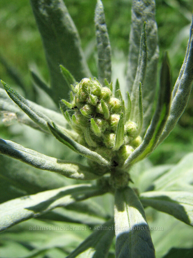 gray sagewort, budding (Artemisia ludoviciana ssp. candicans) [Iron Mountain Trail, Willamette National Forest, Linn County, Oregon]