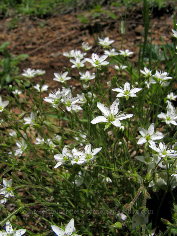 boreal sandwort (Minuartia rubella (Arenaria rubella) (Sabulina rubella)) [Saddle Mountain Trail, Clatsop County, Oregon]