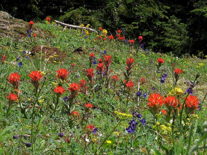 paintbrush & other wildflowers (Castilleja hispida) [East side of Saddle Mountain, Clatsop County, Oregon]