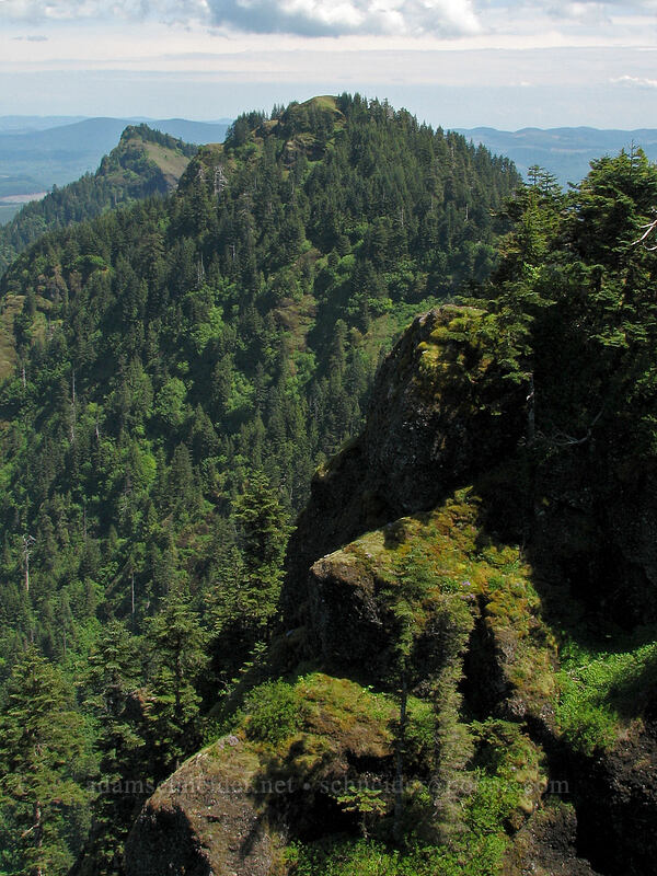 view to the east [Saddle Mountain Trail, Clatsop County, Oregon]