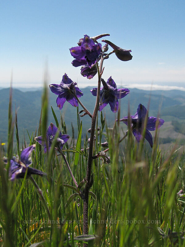 larkspur (Delphinium sp.) [Summit of Saddle Mountain, Clatsop County, Oregon]