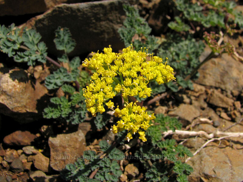 Cascade desert parsley (Lomatium martindalei) [Saddle Mountain Trail, Clatsop County, Oregon]