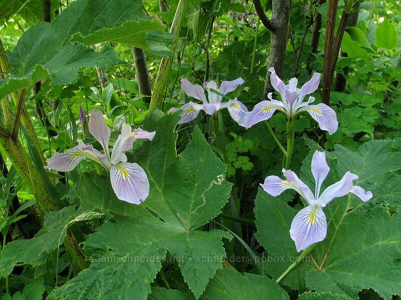 Oregon irises (Iris tenax) [Saddle Mountain Trail, Clatsop County, Oregon]