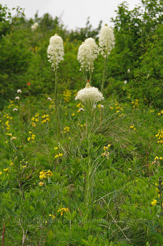 beargrass (Xerophyllum tenax) [Silver Star Mountain Trail, Gifford Pinchot National Forest, Skamania County, Washington]
