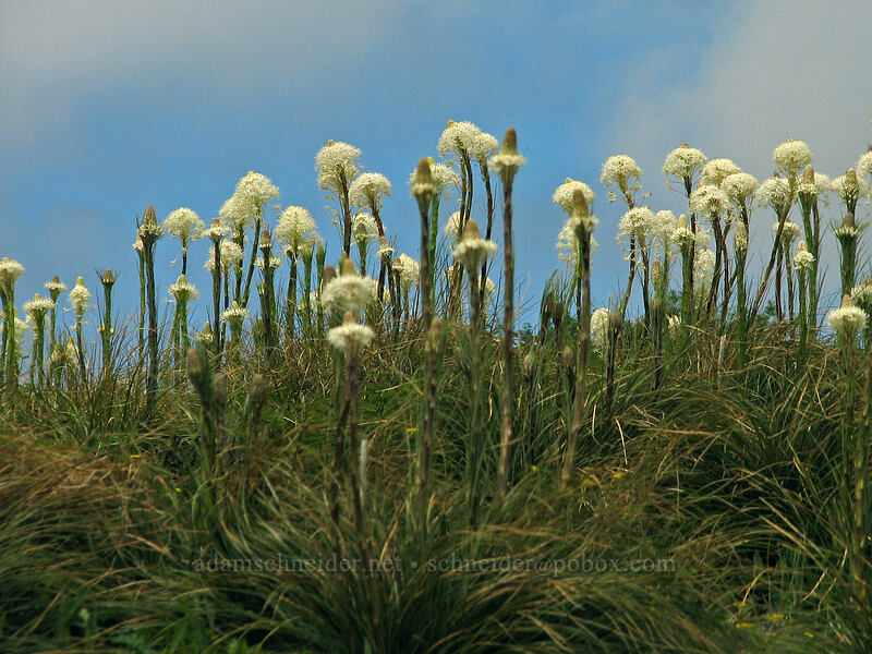 beargrass & blue sky (Xerophyllum tenax) [Ed's Trail, Silver Star Mountain, Gifford Pinchot National Forest, Skamania County, Washington]