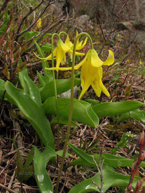 glacier lilies (Erythronium grandiflorum) [Ed's Trail, Silver Star Mountain, Gifford Pinchot National Forest, Skamania County, Washington]