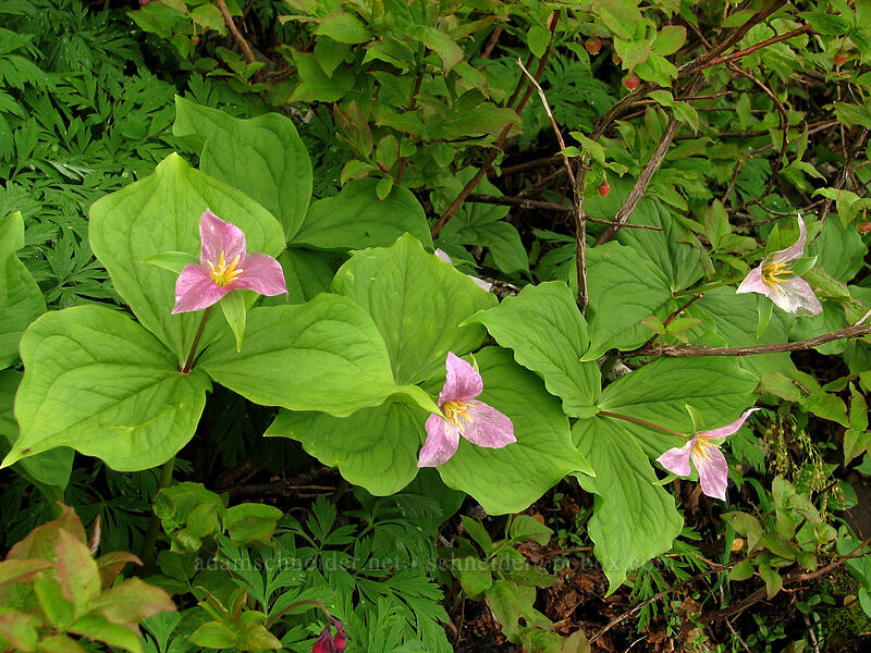 trillium (Trillium ovatum) [Ed's Trail, Silver Star Mountain, Gifford Pinchot National Forest, Skamania County, Washington]