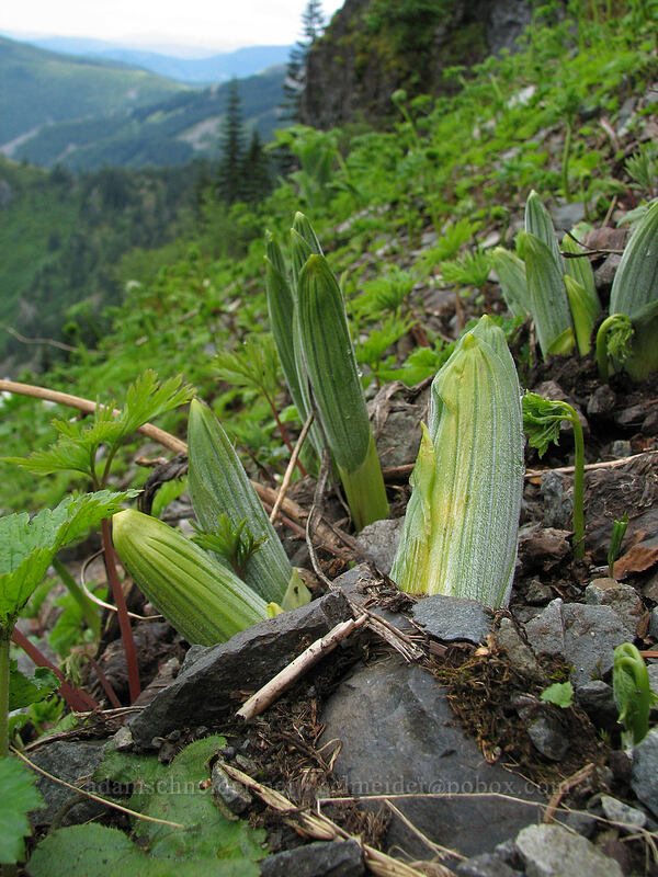 false hellebore (corn lily) shoots (Veratrum viride var. eschscholzianum (Veratrum eschscholtzianum)) [Ed's Trail, Silver Star Mountain, Gifford Pinchot National Forest, Skamania County, Washington]