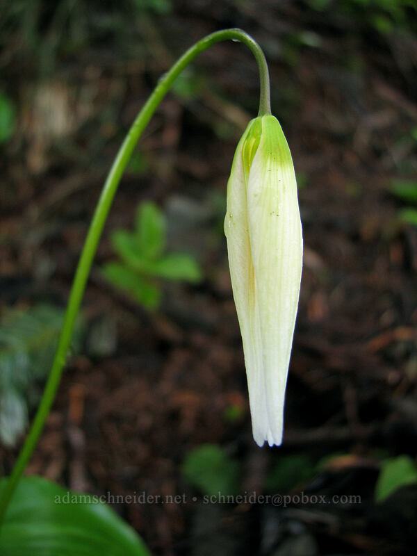 avalanche lily (Erythronium montanum) [Ed's Trail, Silver Star Mountain, Gifford Pinchot National Forest, Skamania County, Washington]