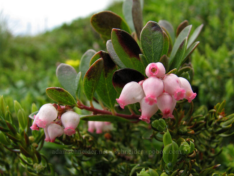 kinnikinnick flowers (Arctostaphylos uva-ursi) [Ed's Trail, Silver Star Mountain, Gifford Pinchot National Forest, Skamania County, Washington]