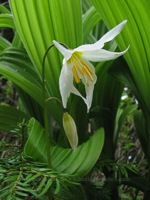 avalanche lily & false hellebore leaves (Erythronium montanum) [Silver Star Mountain Trail, Gifford Pinchot National Forest, Skamania County, Washington]