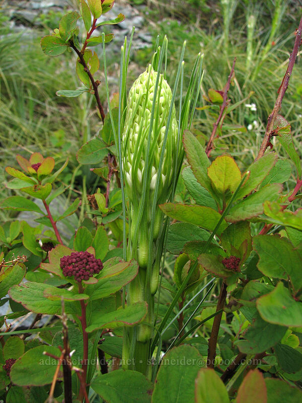 spirea & beargrass (Spiraea densiflora (Spiraea splendens), Xerophyllum tenax) [Silver Star Mountain Trail, Gifford Pinchot National Forest, Skamania County, Washington]