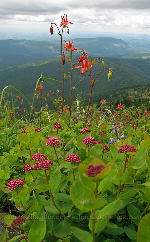 spirea & columbine (Spiraea densiflora (Spiraea splendens), Aquilegia formosa) [Silver Star Mountain Trail, Gifford Pinchot National Forest, Skamania County, Washington]