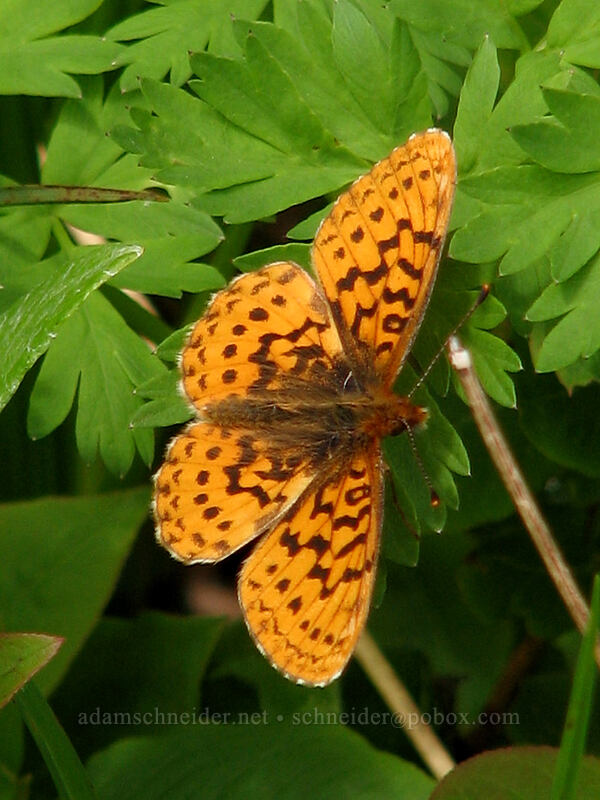 Pacific fritillary butterfly (Boloria epithore) [Silver Star Mountain Trail, Gifford Pinchot National Forest, Skamania County, Washington]