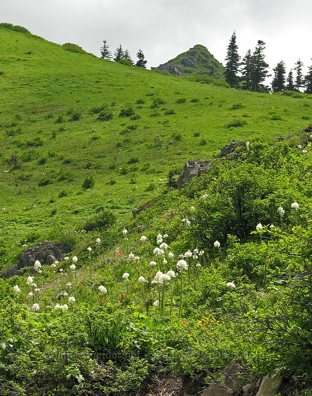 beargrass on a hillside (Xerophyllum tenax) [Silver Star Mountain Trail, Gifford Pinchot National Forest, Skamania County, Washington]