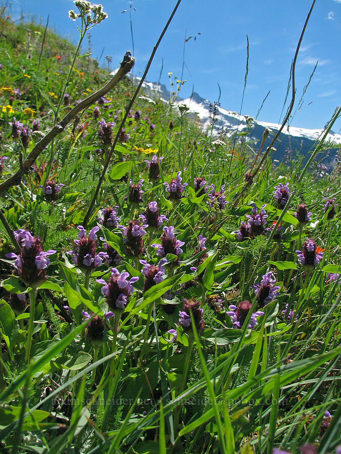 self-heal (Prunella vulgaris) [Bald Mountain, Mt. Hood Wilderness, Clackamas County, Oregon]