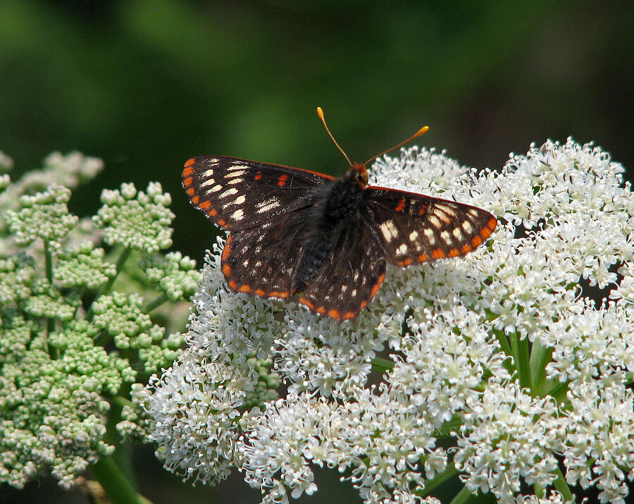 snowberry checkerspot butterfly on cow parsnip (Euphydryas colon (Euphydryas chalcedona colon), Heracleum maximum) [Bald Mountain, Mt. Hood Wilderness, Clackamas County, Oregon]