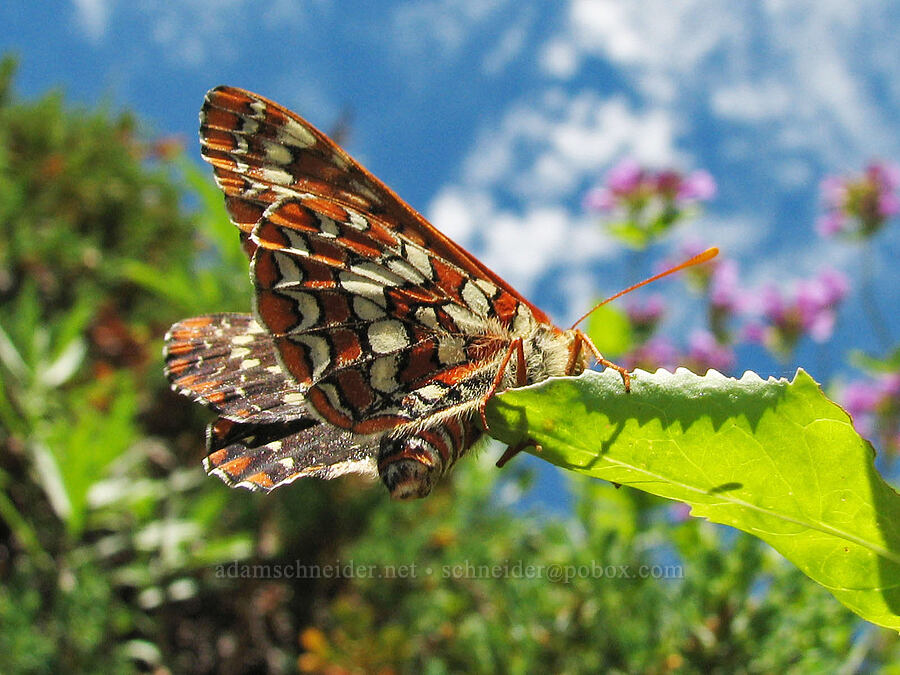 snowberry checkerspot butterfly (Euphydryas colon (Euphydryas chalcedona colon)) [Bald Mountain, Mt. Hood Wilderness, Clackamas County, Oregon]