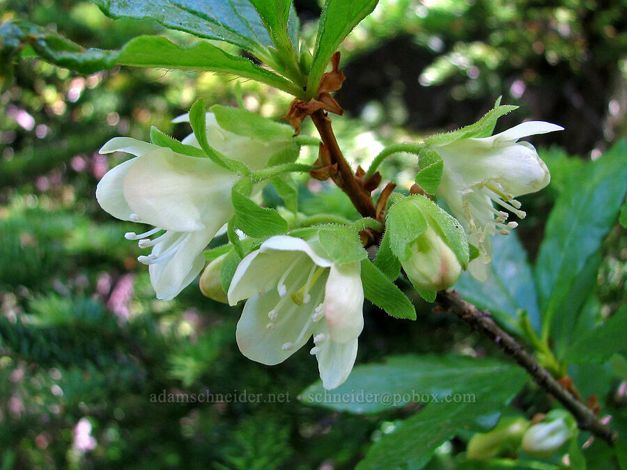 white rhododendron (Cascade azalea) (Rhododendron albiflorum) [Bald Mountain Ridge, Mt. Hood Wilderness, Clackamas County, Oregon]