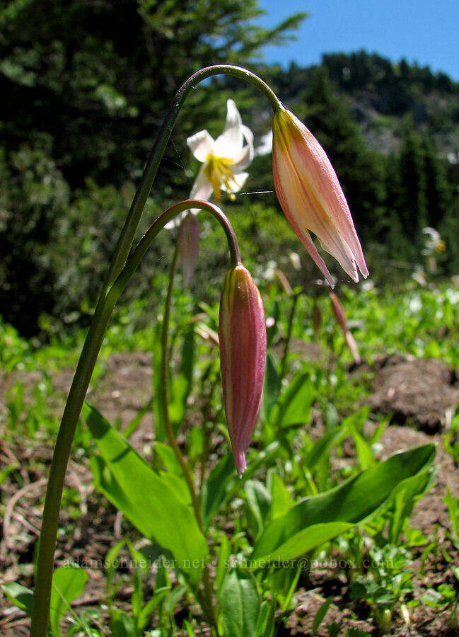avalanche lily (Erythronium montanum) [Timberline Trail, Mt. Hood Wilderness, Hood River County, Oregon]