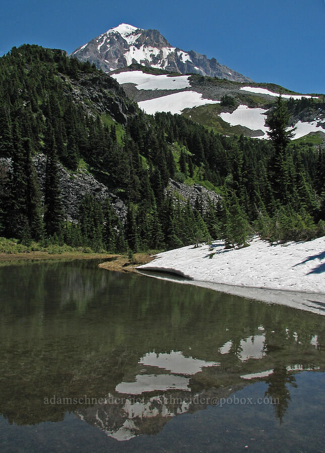 Mount Hood reflected in a tarn [Timberline Trail, Mt. Hood Wilderness, Hood River County, Oregon]
