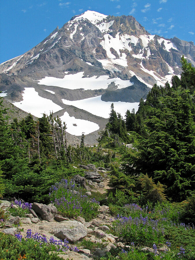 Mount Hood & lupines [McNeil Point Trail, Mt. Hood Wilderness, Hood River County, Oregon]