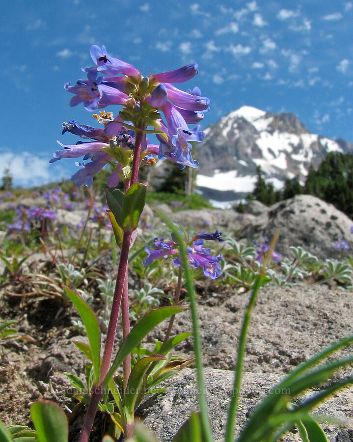 small-flowered penstemon (Penstemon procerus) [McNeil Point Trail, Mt. Hood Wilderness, Hood River County, Oregon]