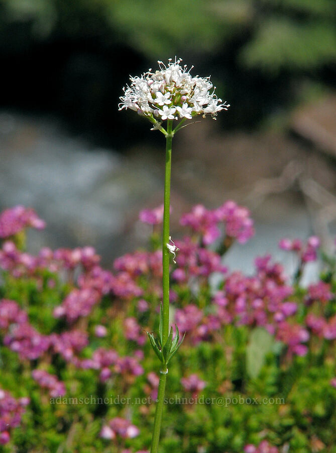 Sitka valerian & pink mountain heather (Valeriana sitchensis, Phyllodoce empetriformis) [McNeil Point Trail, Mt. Hood Wilderness, Hood River County, Oregon]